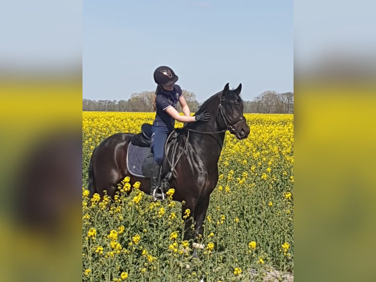 Deutsches Reitpony Hengst 8 Jahre 155 cm Dunkelbrauner in Cuxhaven