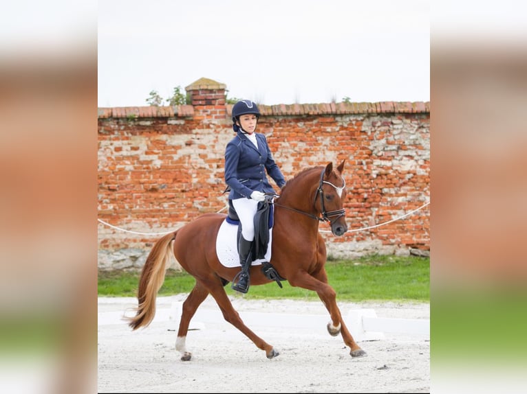 Deutsches Reitpony Hengst 9 Jahre 146 cm Fuchs in Legnica