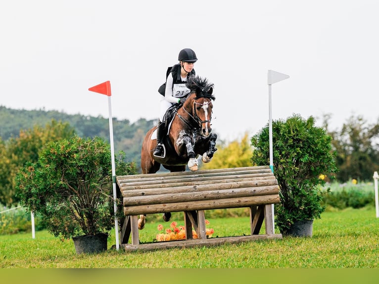 Deutsches Reitpony Hengst 9 Jahre 147 cm Dunkelbrauner in Dörpstedt