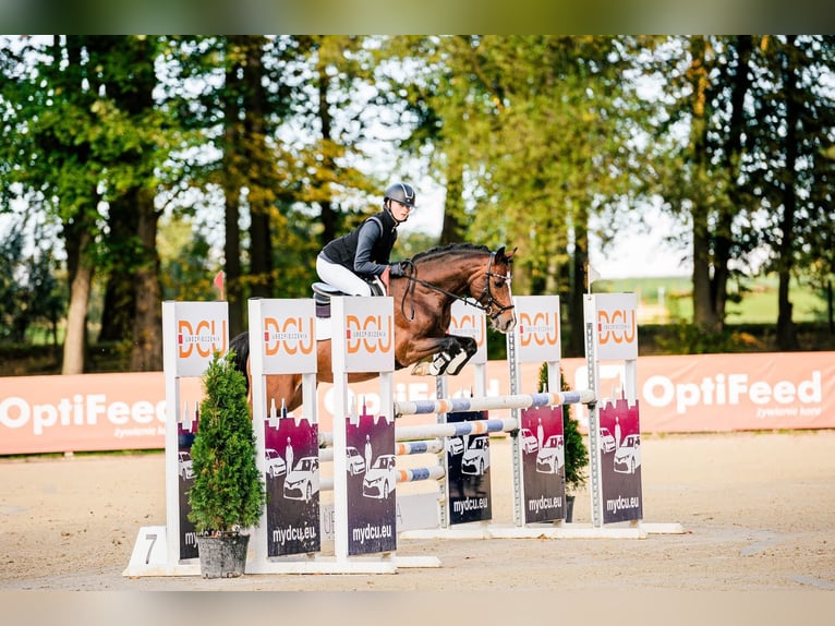 Deutsches Reitpony Hengst 9 Jahre 147 cm Dunkelbrauner in Dörpstedt