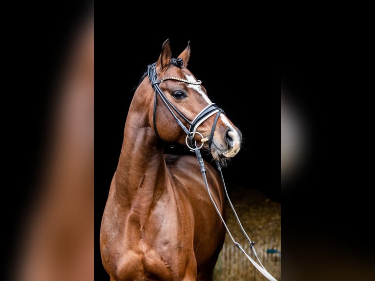 Deutsches Reitpony Hengst 9 Jahre 147 cm Dunkelbrauner in Dörpstedt