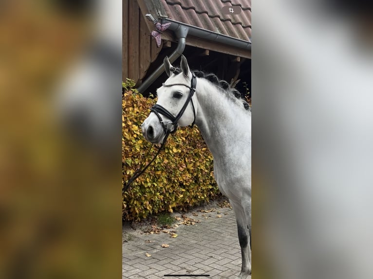 Deutsches Reitpony Hengst 9 Jahre 147 cm Rappschimmel in Rastede