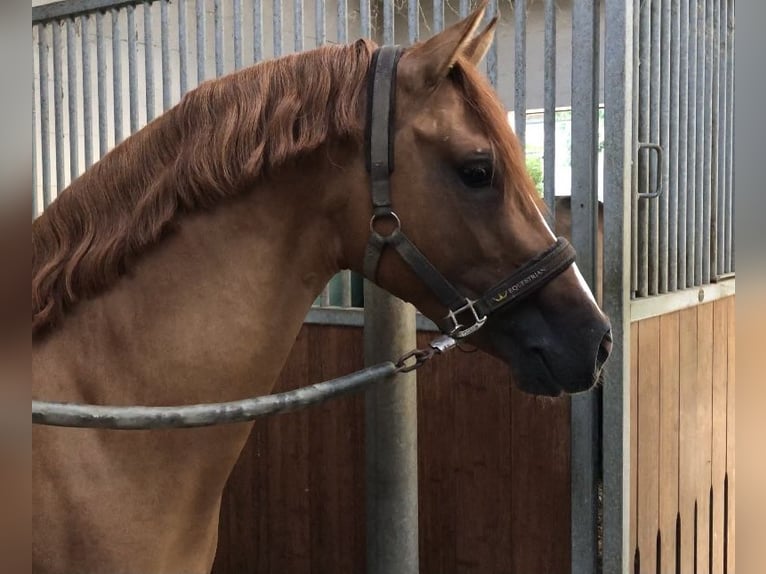 Deutsches Reitpony Hengst 9 Jahre 148 cm Falbe in Achim