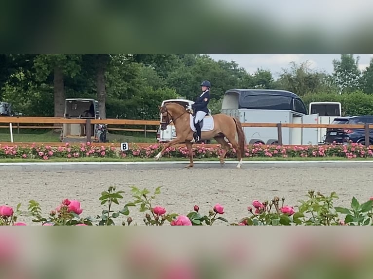 Deutsches Reitpony Hengst 9 Jahre 148 cm Falbe in Achim