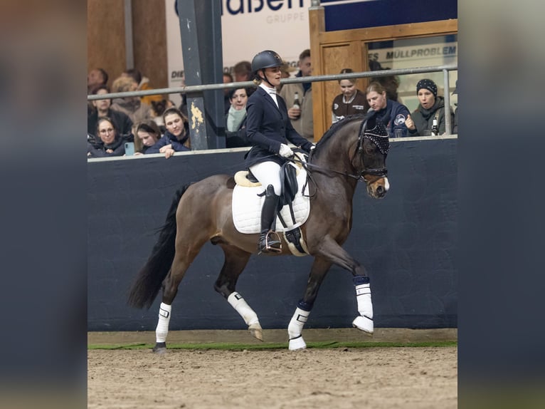 Deutsches Reitpony Hengst Brauner in Ihlow
