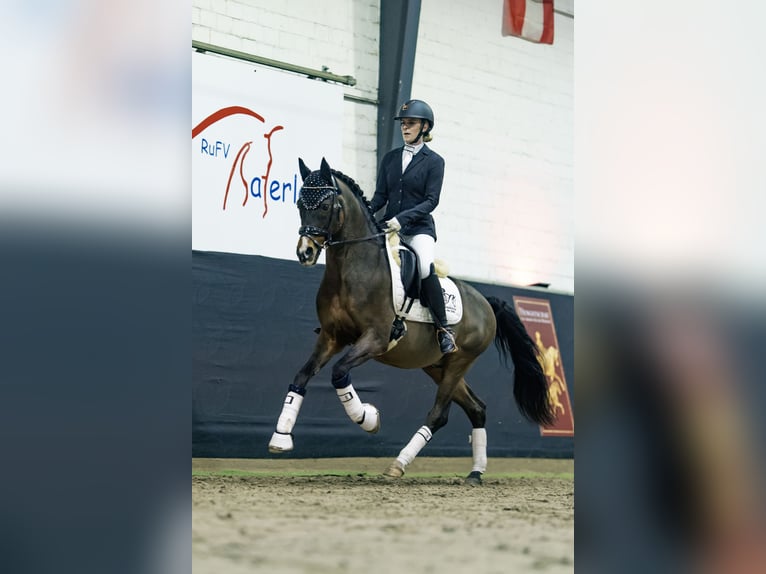 Deutsches Reitpony Hengst Brauner in Ihlow