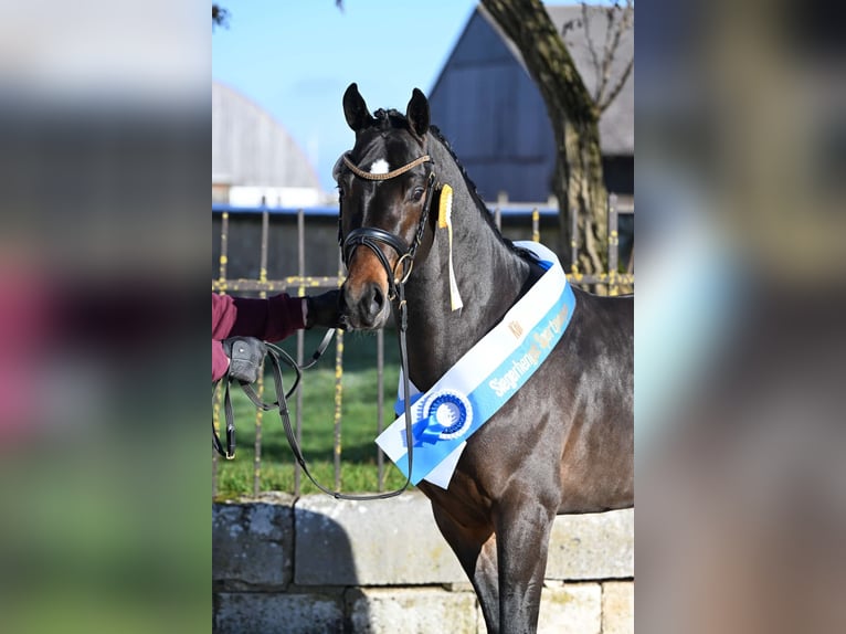 Deutsches Reitpony Hengst Brauner in Lehe