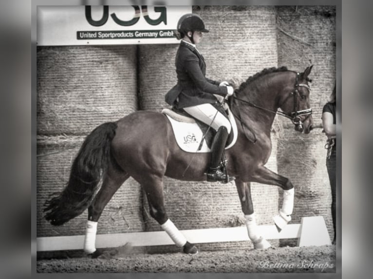 Deutsches Reitpony Hengst Brauner in Zweibr&#xFC;cken