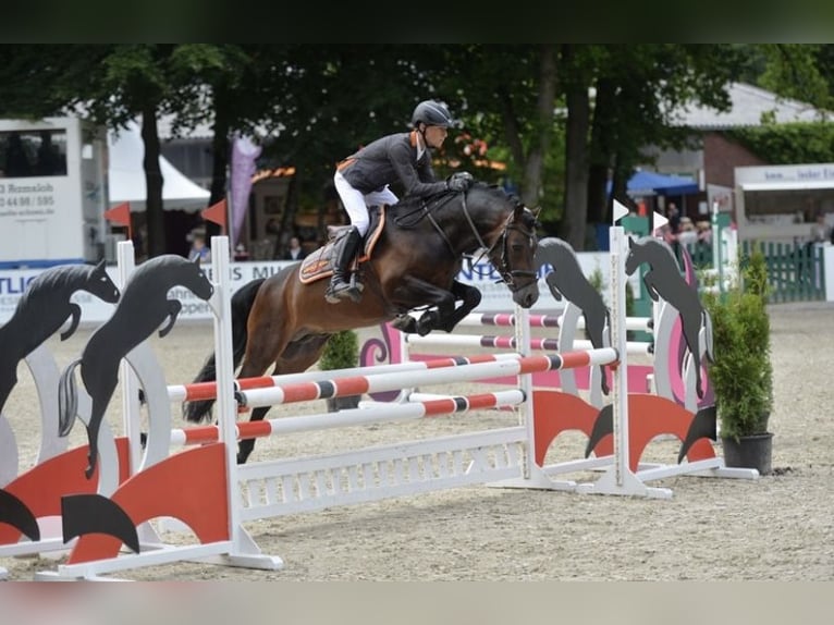 Deutsches Reitpony Hengst Brauner in Bochum