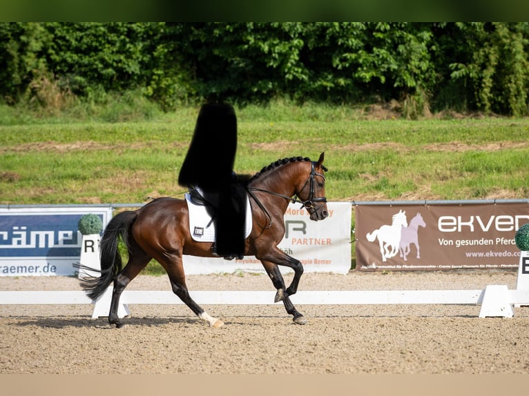 Deutsches Reitpony Hengst Brauner in Pentling