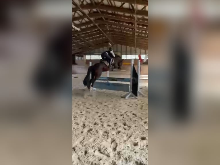 Deutsches Reitpony Hengst Brauner in Pentling