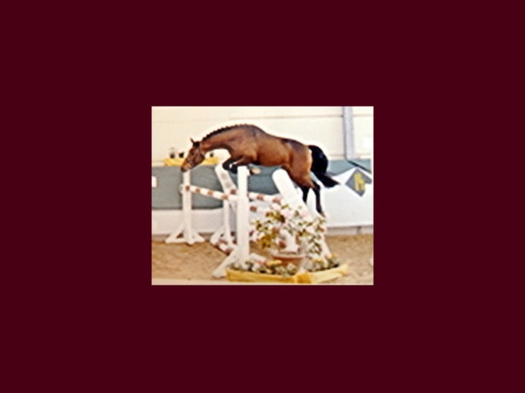 Deutsches Reitpony Hengst Brauner in Zweibr&#xFC;cken