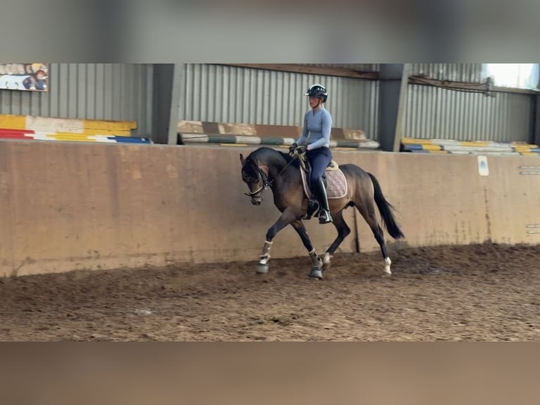 Deutsches Reitpony Hengst Buckskin in Achim