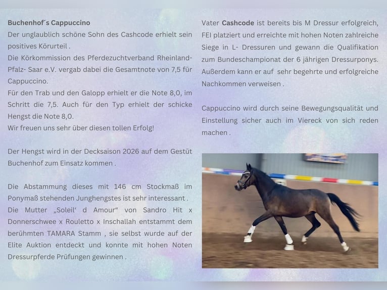 Deutsches Reitpony Hengst Buckskin in Achim