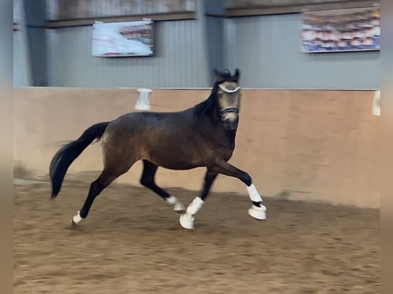 Deutsches Reitpony Hengst Buckskin in Achim