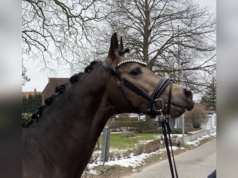 Deutsches Reitpony Hengst Buckskin in Achim