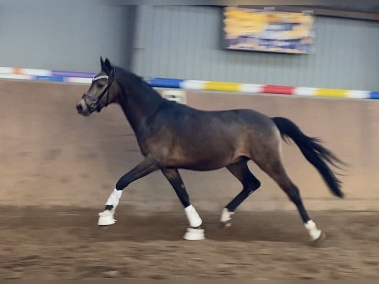 Deutsches Reitpony Hengst Buckskin in Achim