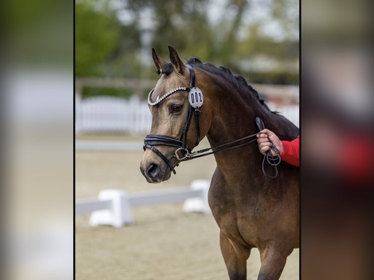 Deutsches Reitpony Hengst Buckskin in Achim