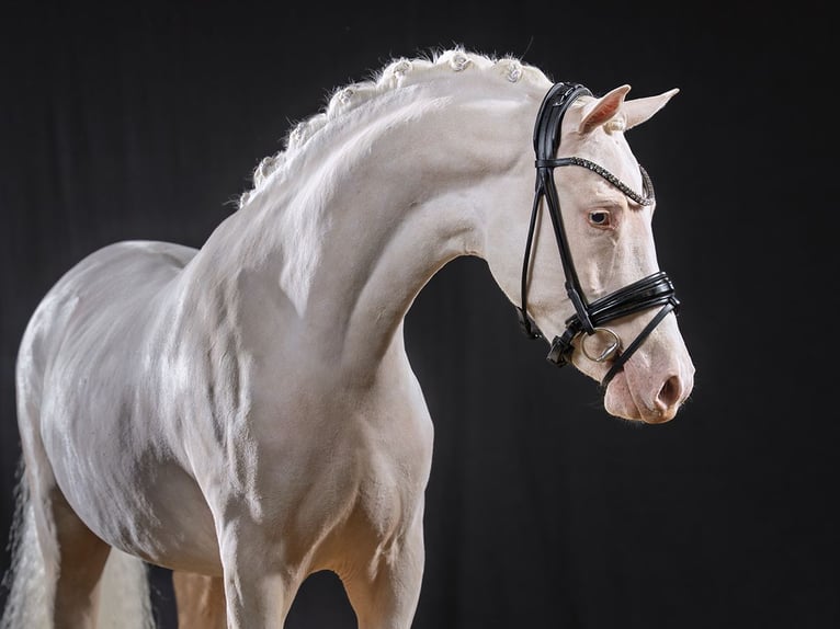 Deutsches Reitpony Hengst Cremello in Bedburg