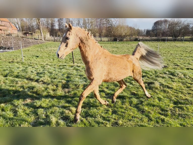 Deutsches Reitpony Hengst in Oetzen