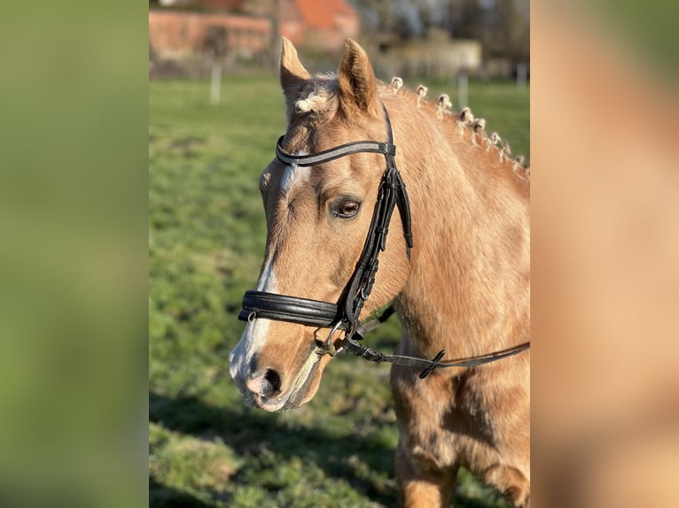 Deutsches Reitpony Hengst in Oetzen