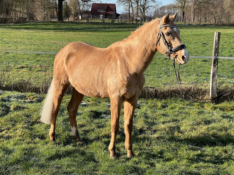 Deutsches Reitpony Hengst in Oetzen
