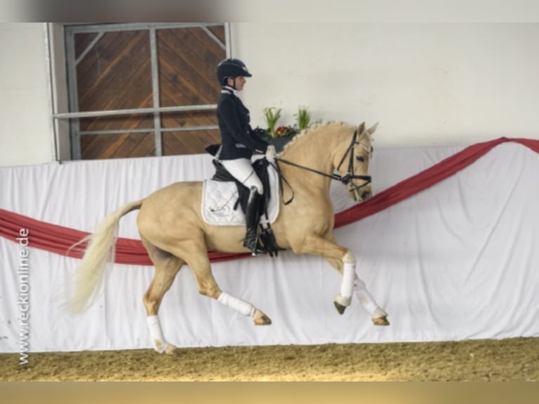 Deutsches Reitpony Hengst in Bedburg
