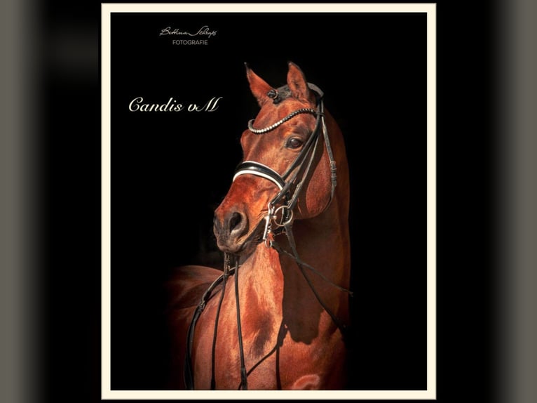 Deutsches Reitpony Hengst in Zweibrücken