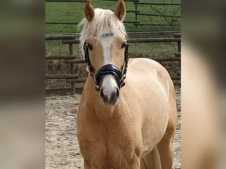 Deutsches Reitpony Hengst in Creglingen