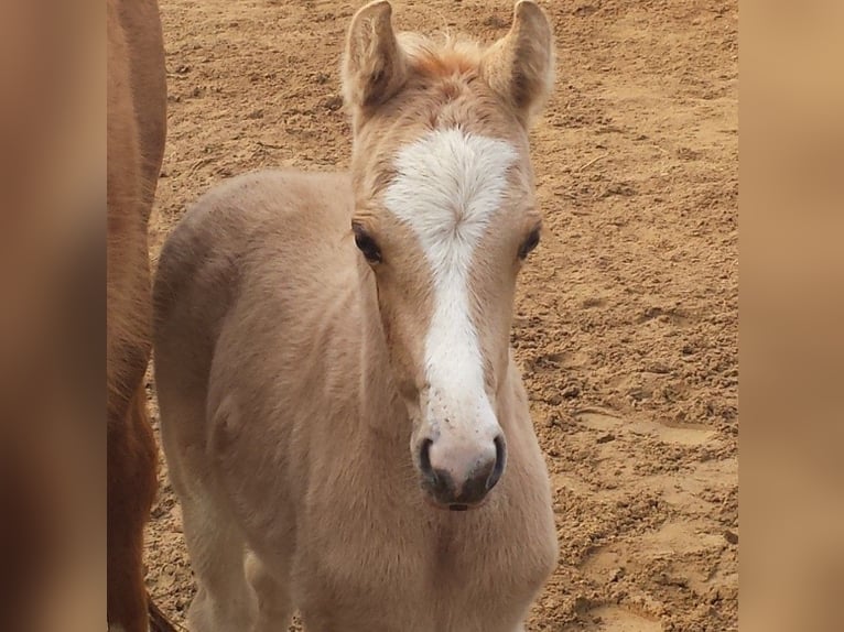 Deutsches Reitpony Hengst in Creglingen