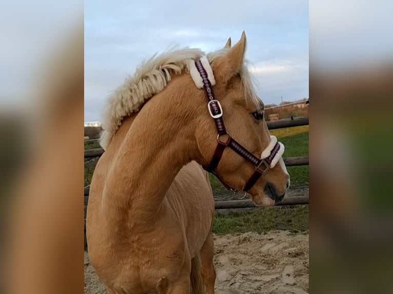Deutsches Reitpony Hengst in Creglingen