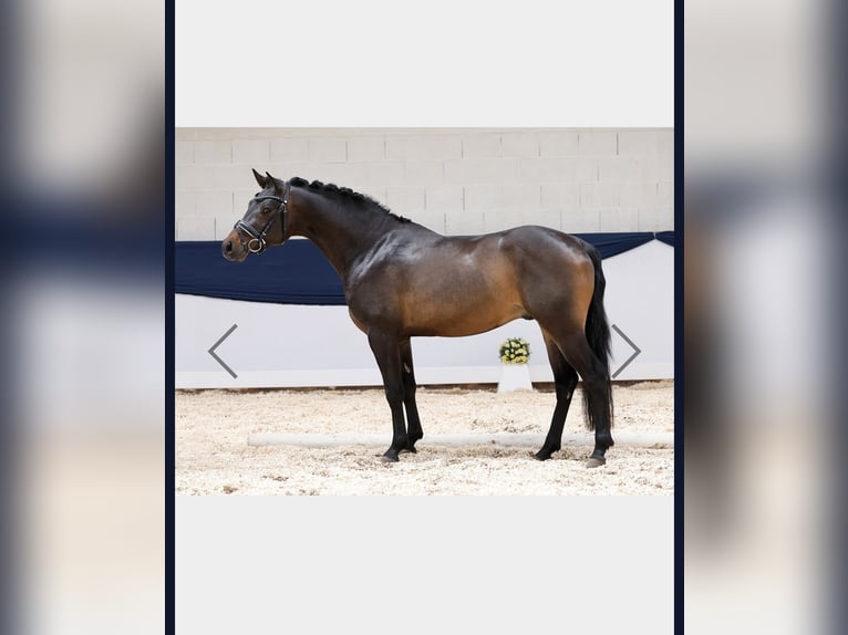 Deutsches Reitpony Hengst Dunkelbrauner in Schladen