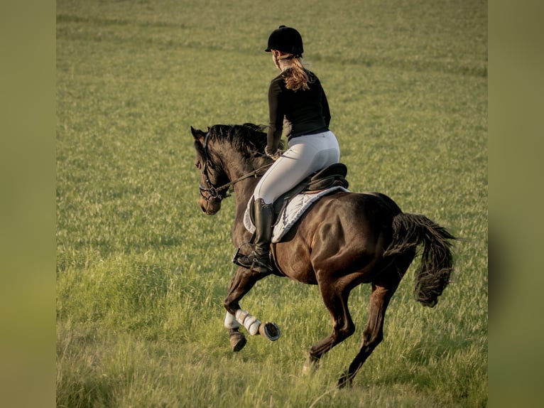 Deutsches Reitpony Hengst Dunkelbrauner in Schladen