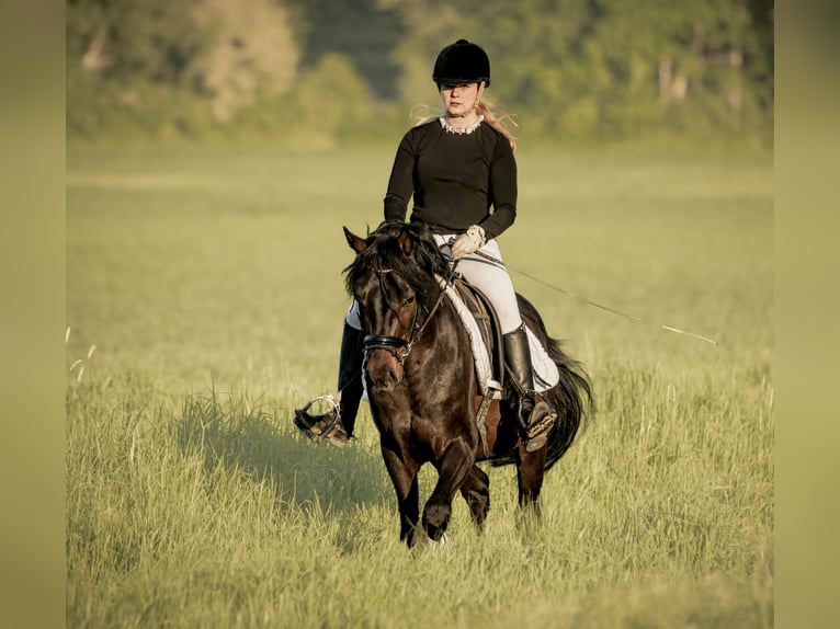 Deutsches Reitpony Hengst Dunkelbrauner in Schladen