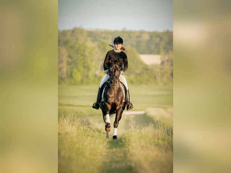 Deutsches Reitpony Hengst Dunkelbrauner in Schladen