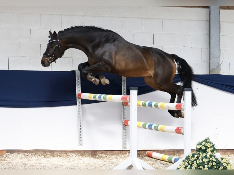 Deutsches Reitpony Hengst Dunkelbrauner in Schladen