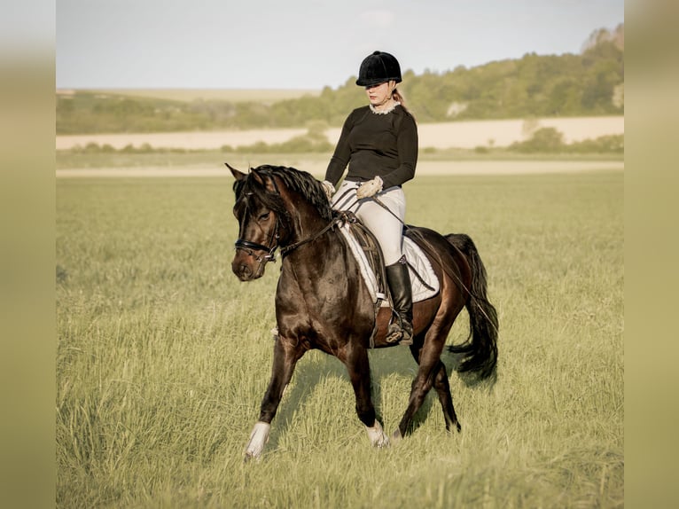 Deutsches Reitpony Hengst Dunkelbrauner in Schladen