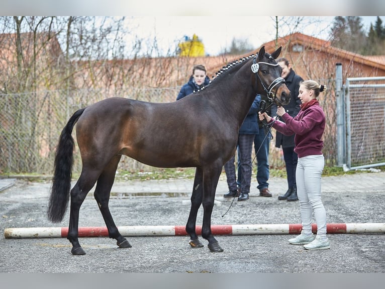 Deutsches Reitpony Hengst Dunkelbrauner in Schladen