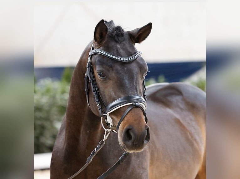 Deutsches Reitpony Hengst Dunkelbrauner in Schladen