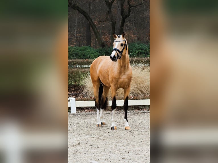 Deutsches Reitpony Hengst Falbe in Goch