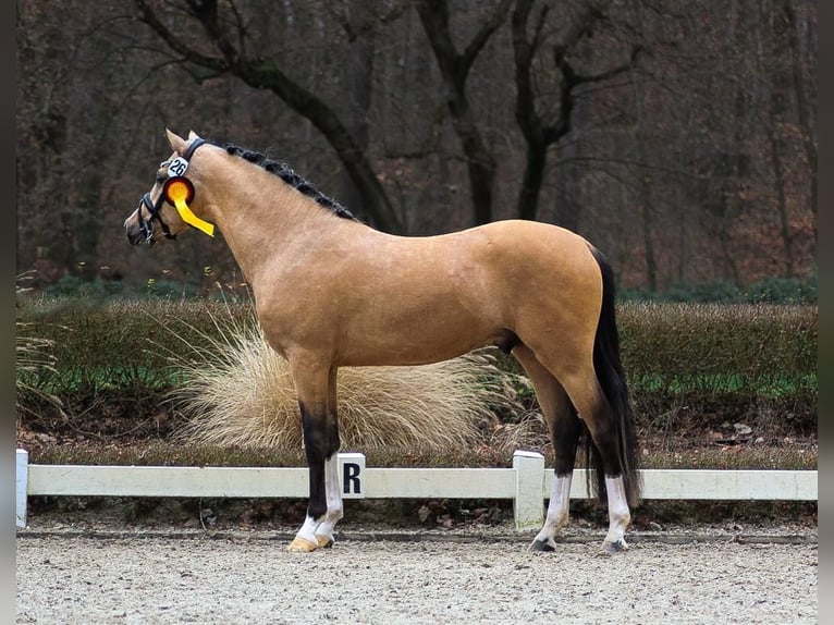 Deutsches Reitpony Hengst Falbe in Goch