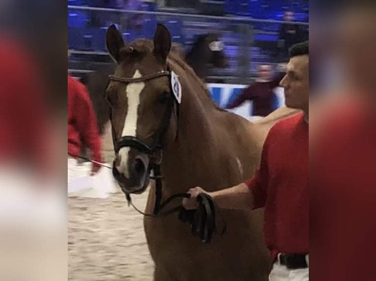 Deutsches Reitpony Hengst Falbe in Achim