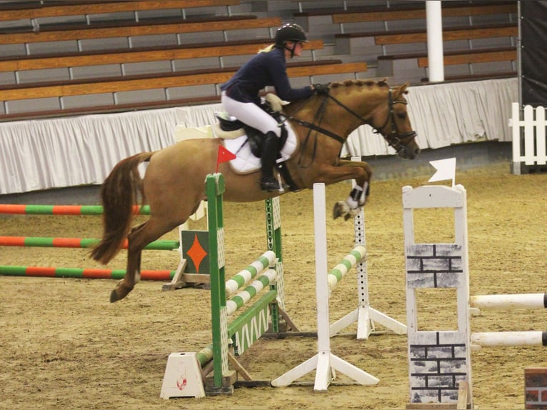 Deutsches Reitpony Hengst Falbe in Achim