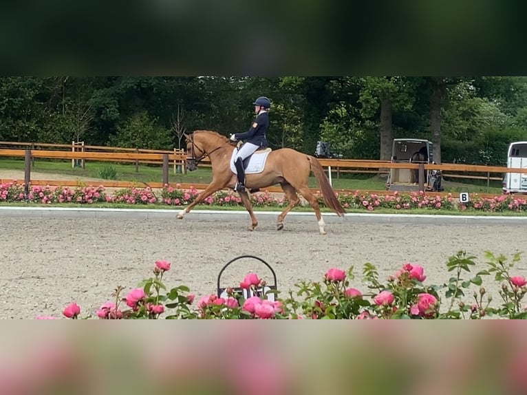 Deutsches Reitpony Hengst Falbe in Achim