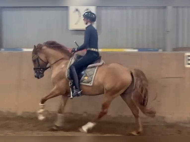 Deutsches Reitpony Hengst Falbe in Achim