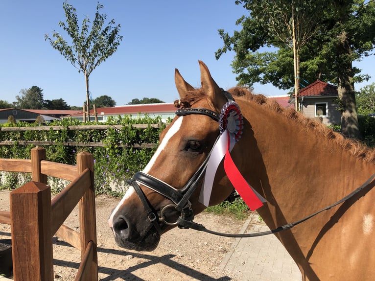 Deutsches Reitpony Hengst Falbe in Achim