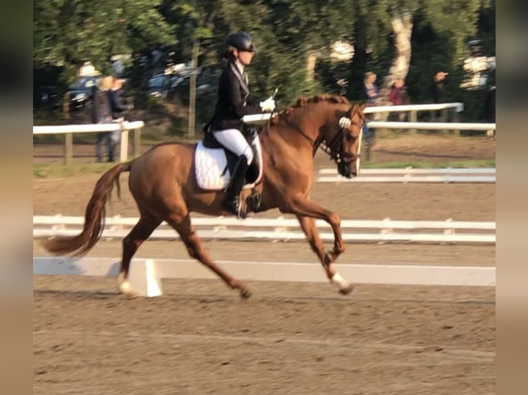 Deutsches Reitpony Hengst Falbe in Achim