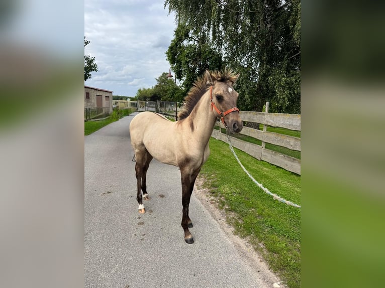 Deutsches Reitpony Mix Hengst Fohlen (03/2025) 132 cm Falbe in Altkalen