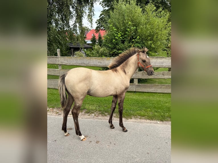 Deutsches Reitpony Mix Hengst Fohlen (03/2025) 132 cm Falbe in Altkalen
