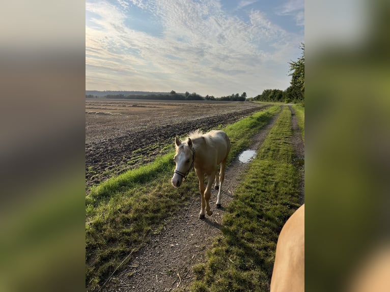 Deutsches Reitpony Hengst  135 cm Palomino in Frose